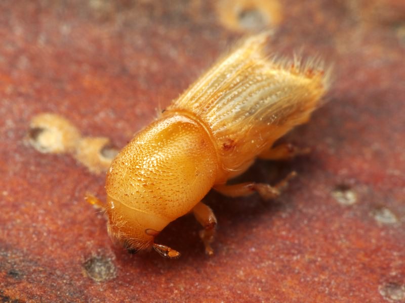 Ips sexdentatus (Borner, 1776)